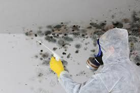 Mold Odor Removal Services in Estancia, NM